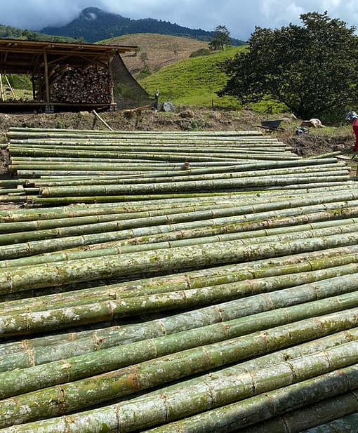 Bamboo processing
